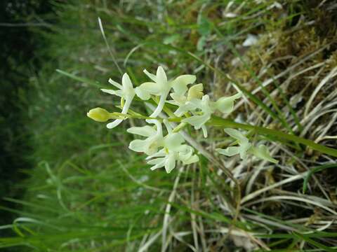 Orchis provincialis Balb. ex Lam. & DC.的圖片