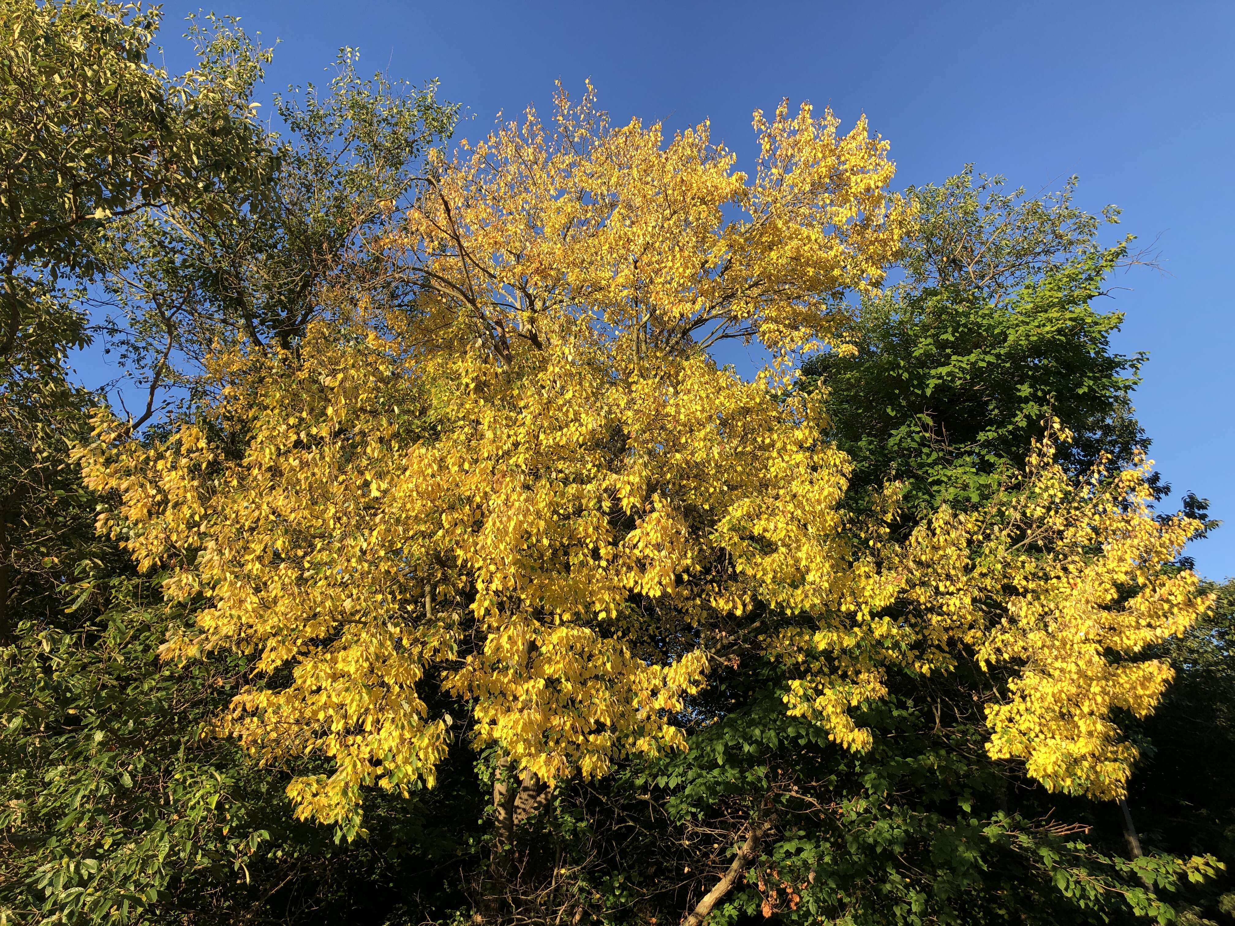 Image of Red Maple