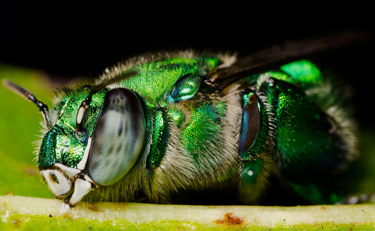 Image of Euglossa viridissima Friese 1899