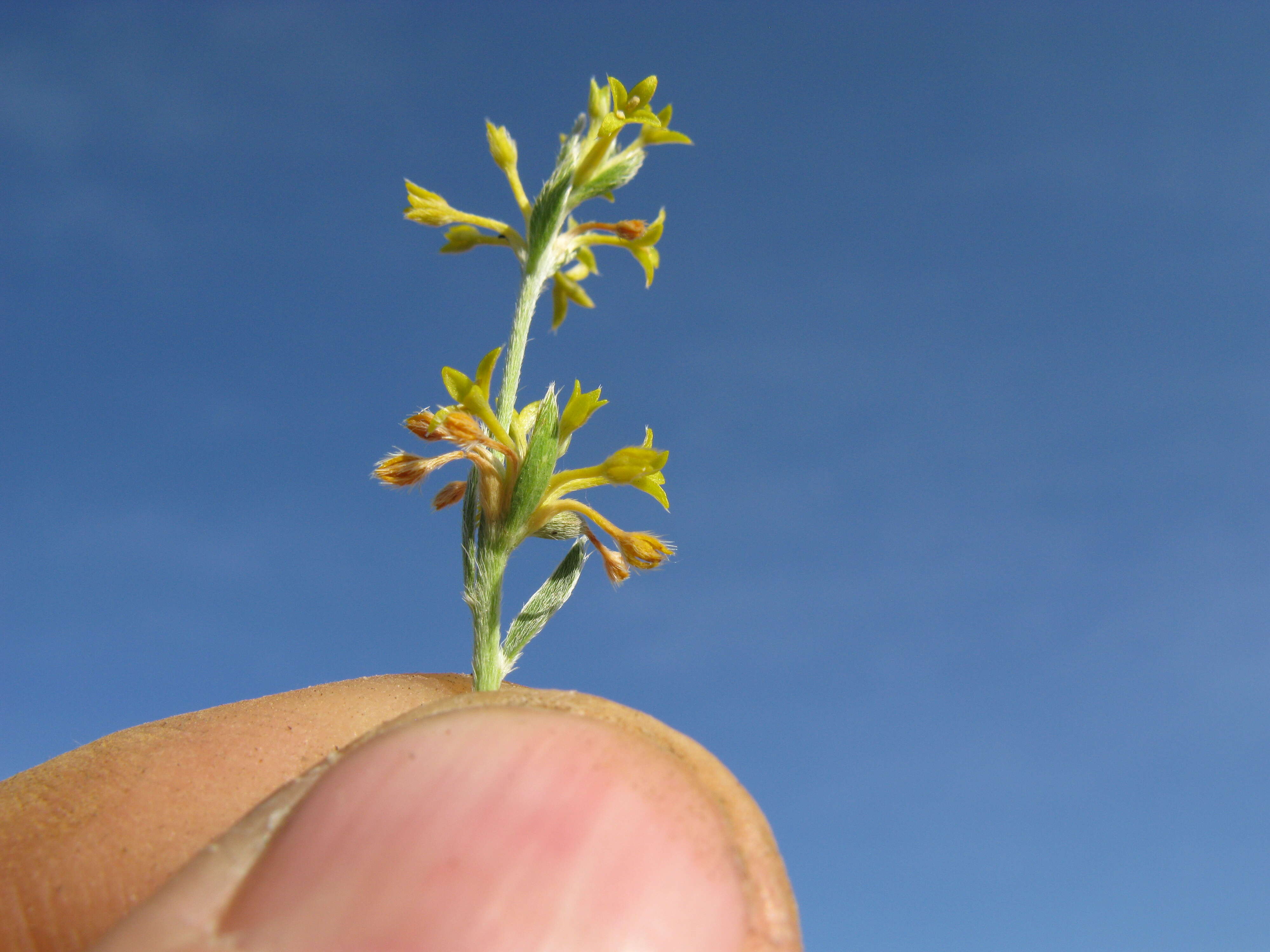 Image of Pimelea curviflora R. Br.