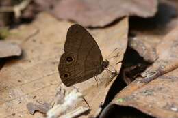 Image of Euptychia harmonia Butler 1866