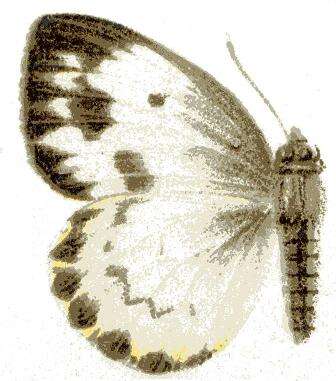 Слика од Dixeia charina (Boisduval 1836)
