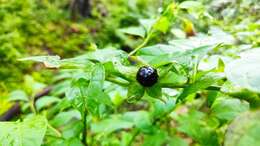 Plancia ëd Atropa belladonna L.