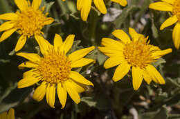 Image of alpine false goldenaster