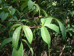 Image of Vitex megapotamica (Spreng.) Moldenke