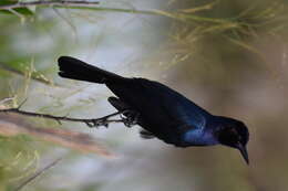 Image of Boat-tailed Grackle