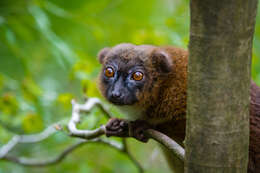 Image of Red-bellied Lemur