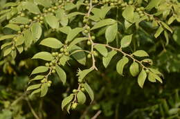 Imagem de Ziziphus oenopolia (L.) Mill.