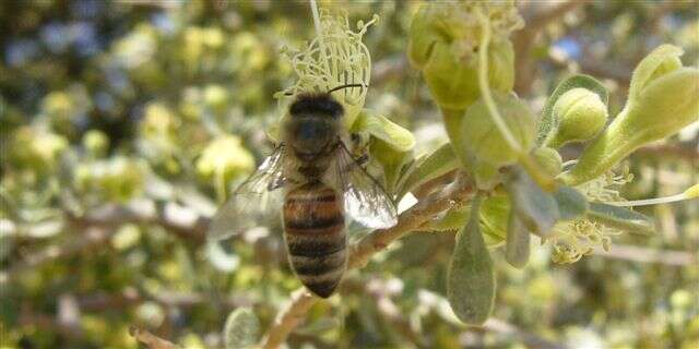 Image de Apis mellifera syriaca