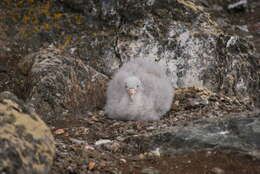 Image of Antarctic Giant-Petrel