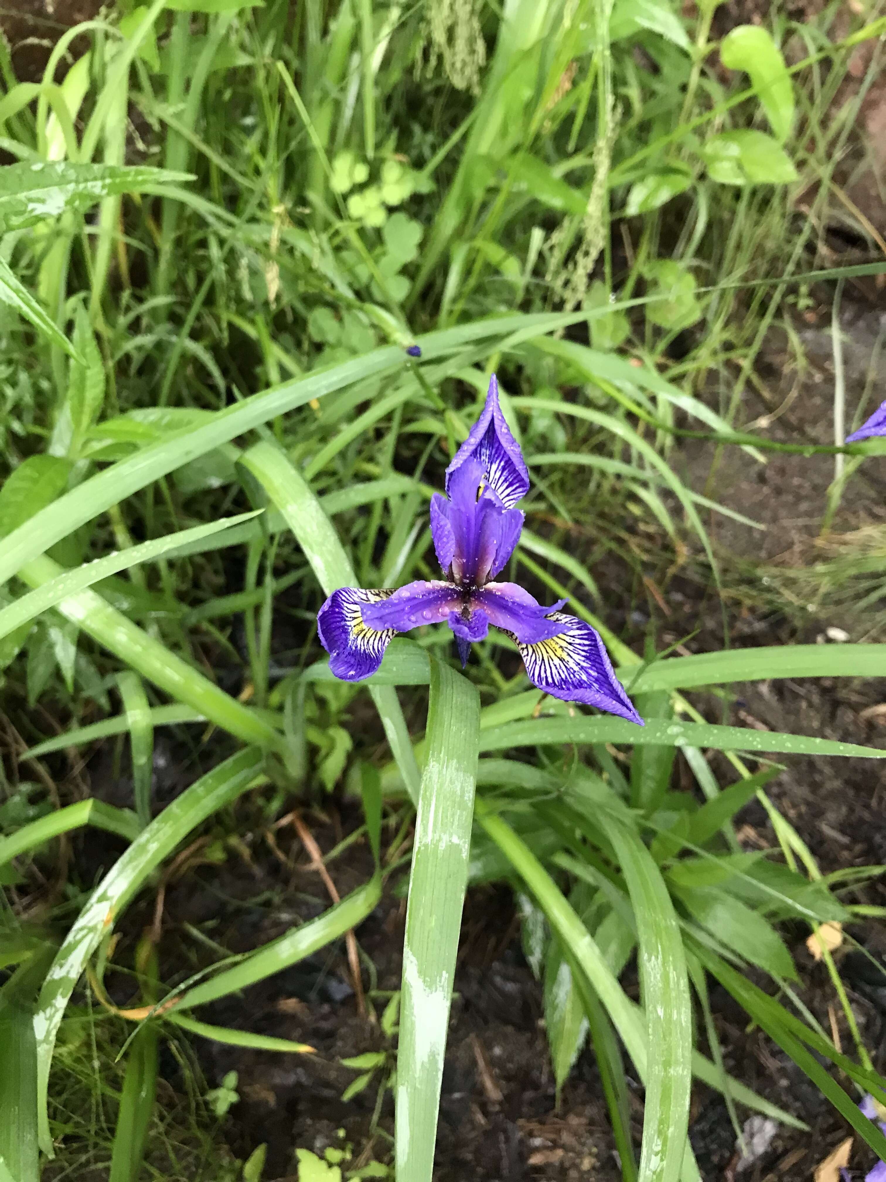 Image de blue flag iris versicolore