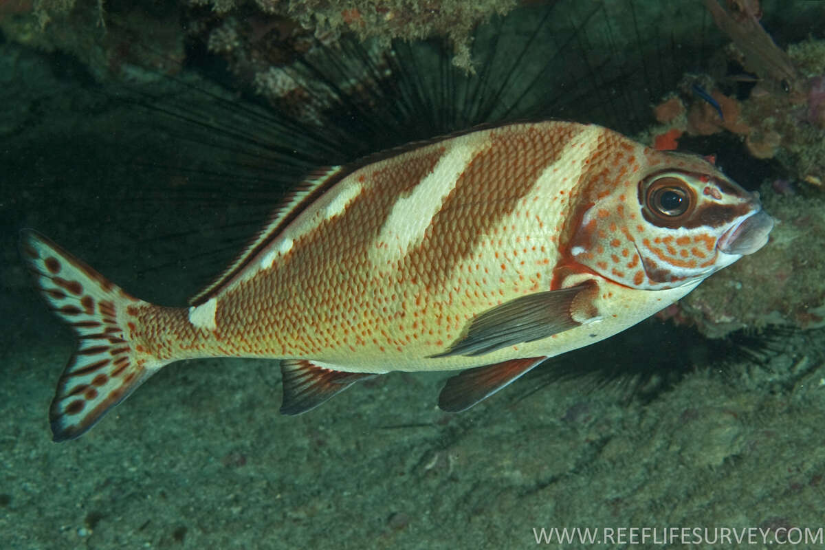 Image of Morwong ephippium