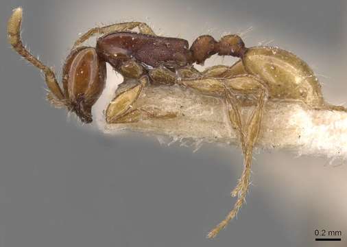 Image of <i>Aenictus javanus</i> Emery 1896