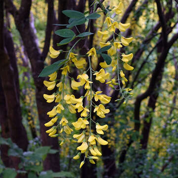 Image of Common Laburnum