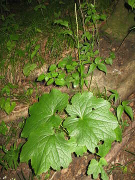 Image of Actaea japonica C. P. Thunberg ex A. Murray