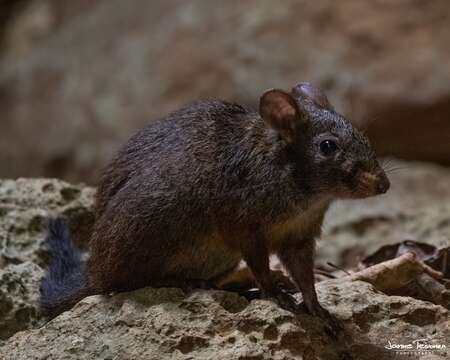 Image of Lowland Red Forest Rat