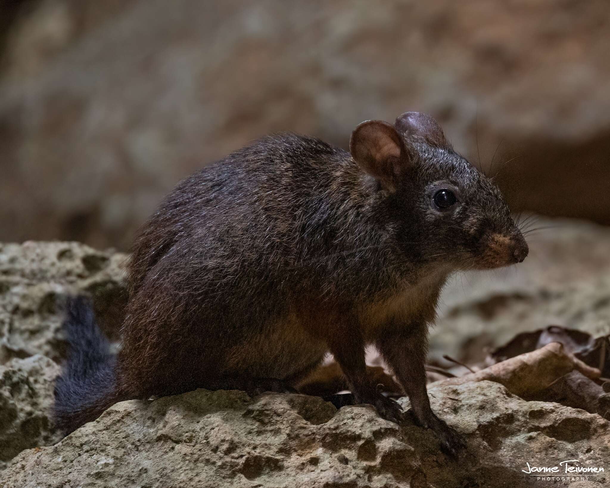 Image of Lowland Red Forest Rat