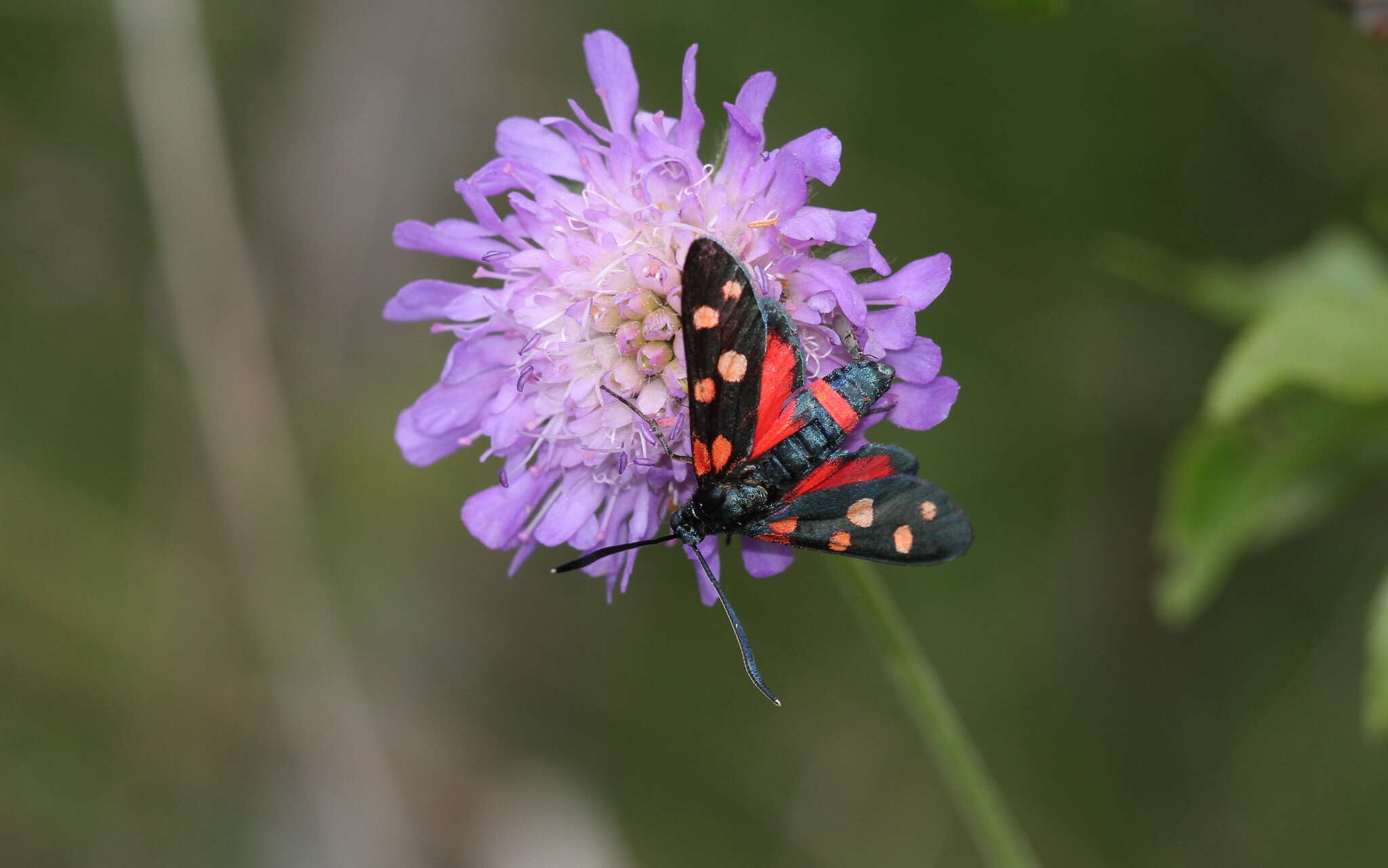 Image of Zygaena ephialtes Linnaeus 1767