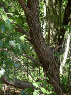 Image of Brush Cypress Pine