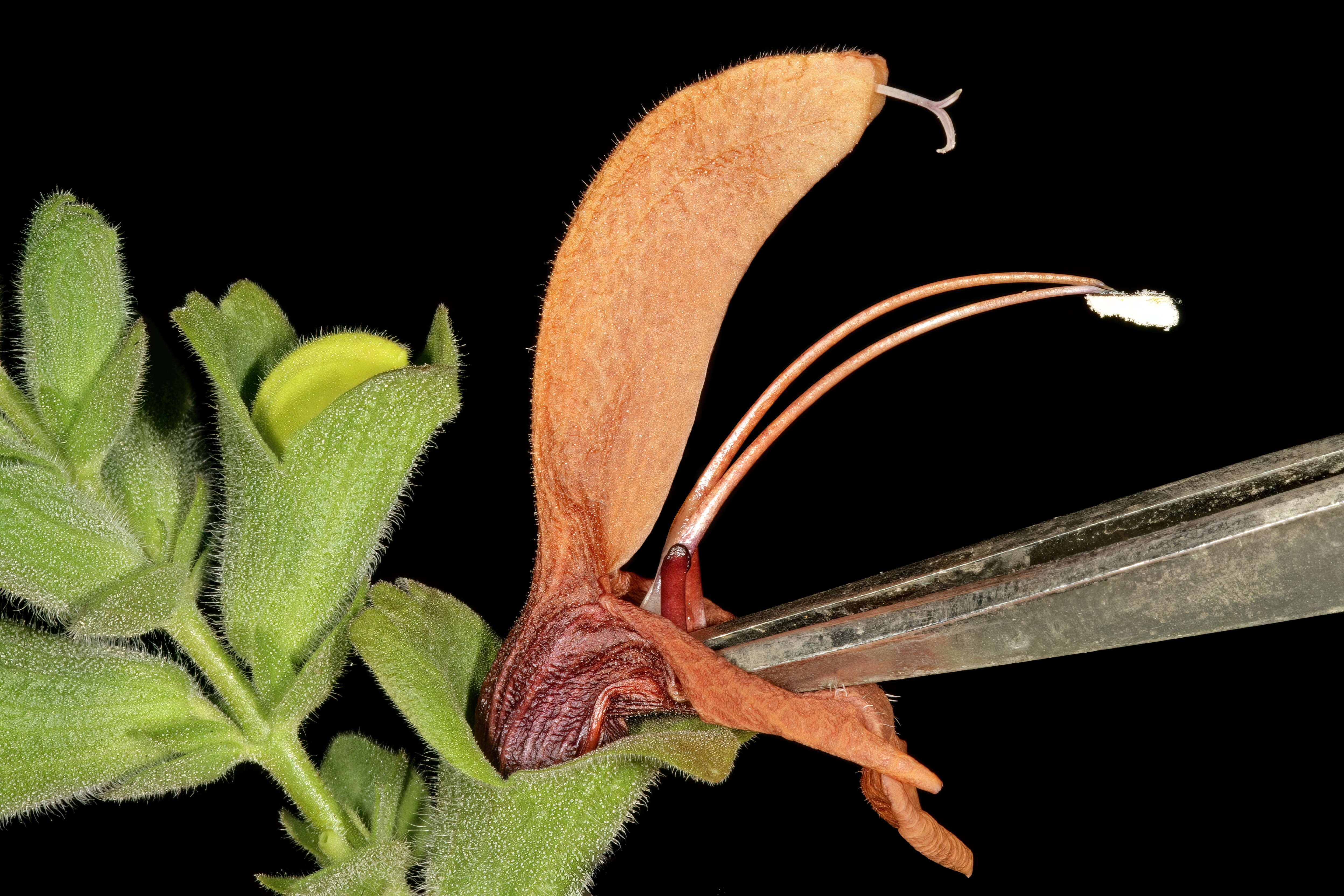 Salvia aurea L. resmi