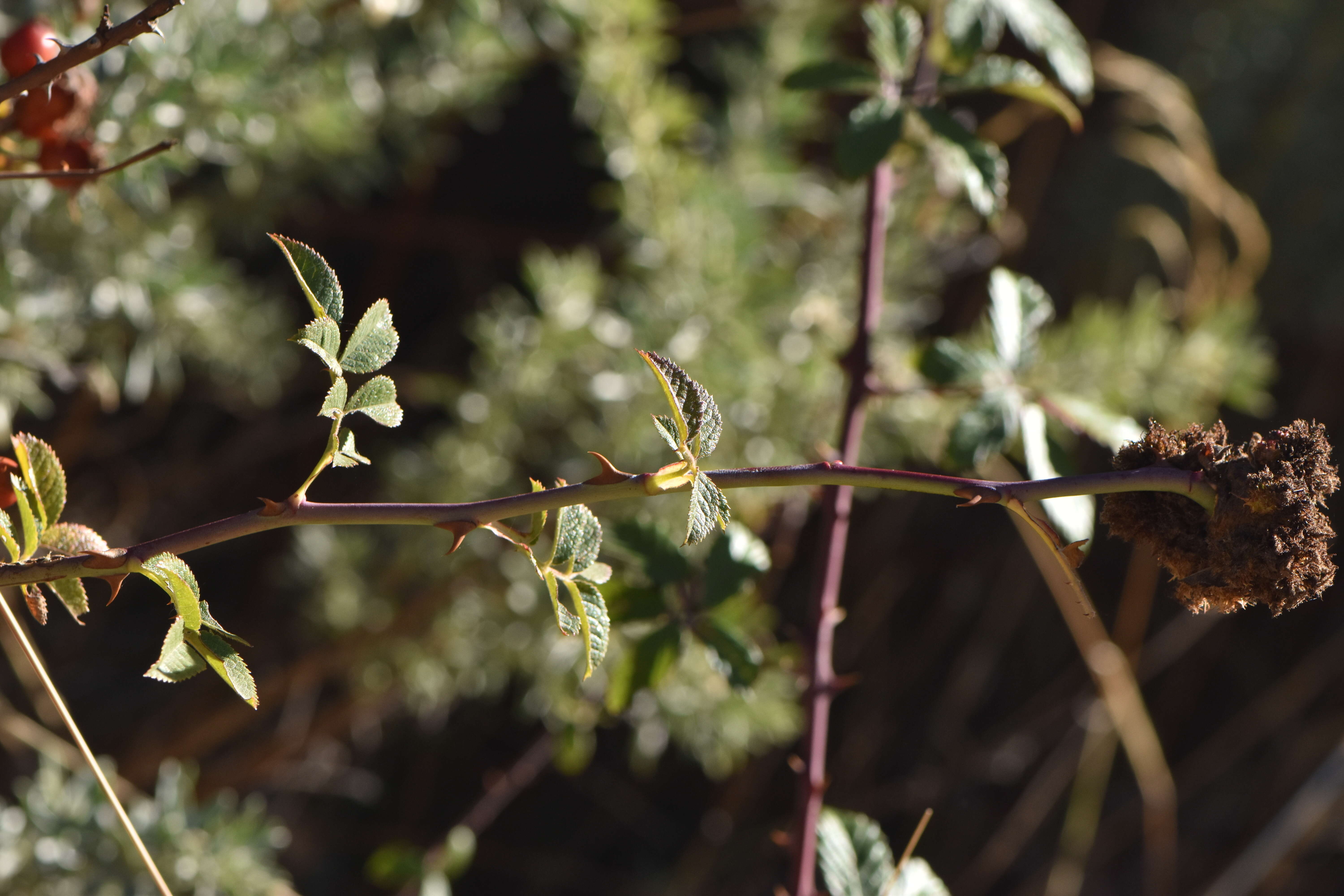 Image of Mossy Rose Gall Wasp