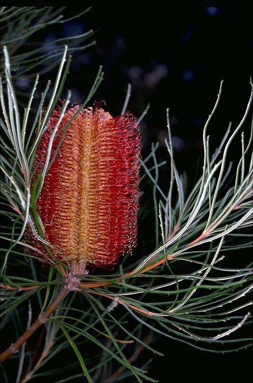 Image of Banksia occidentalis R. Br.