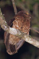 Image of Cinnabar Boobook