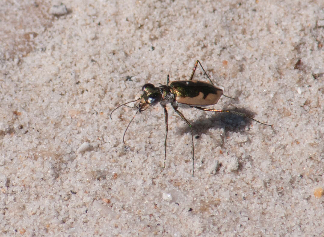 Image of White-cloaked Tiger Beetle