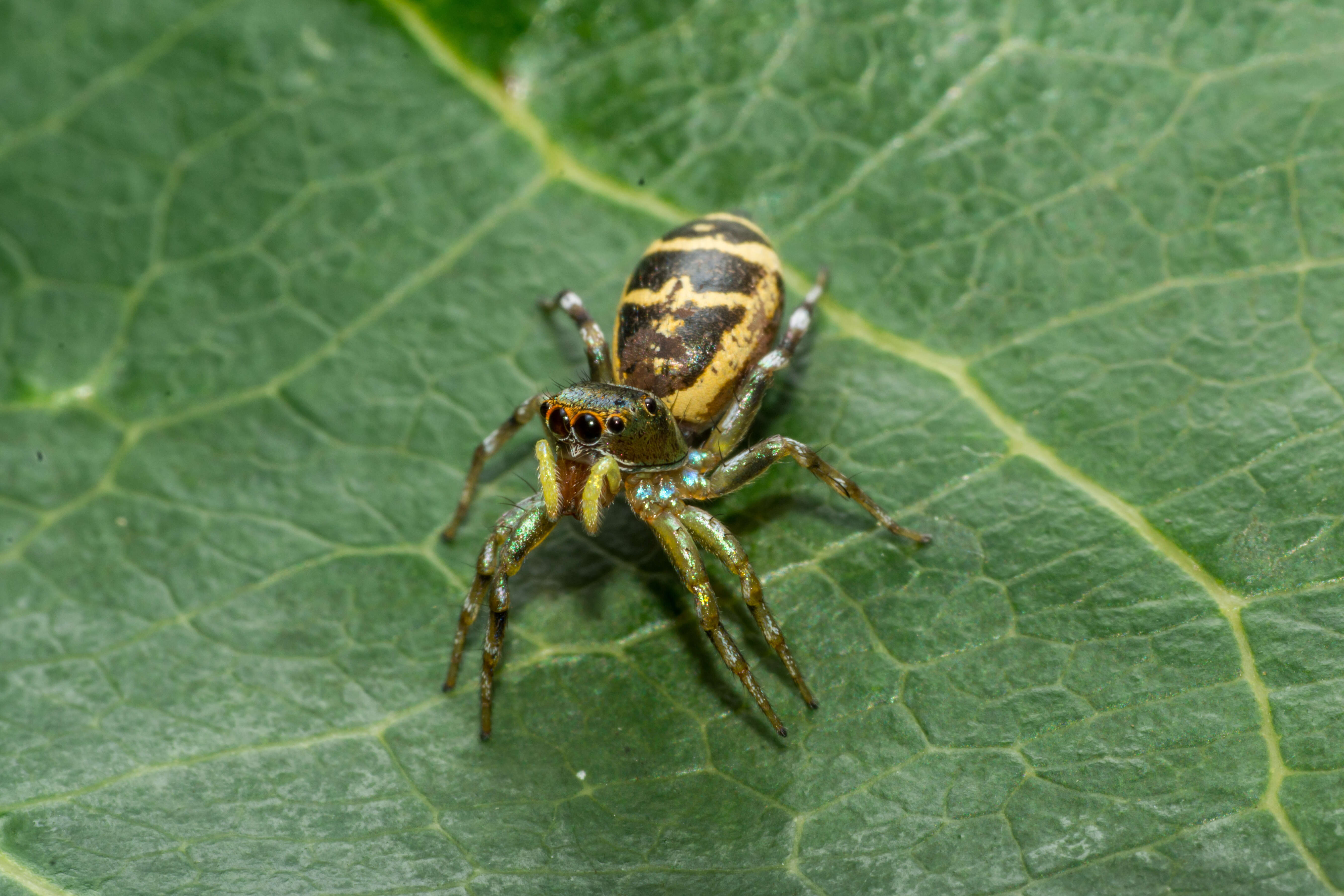 Plancia ëd Cosmophasis squamata Kulczyński 1910