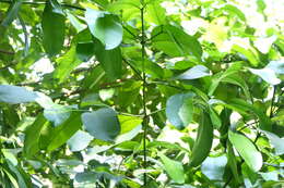 Image of Garcinia talbotii Raiz.