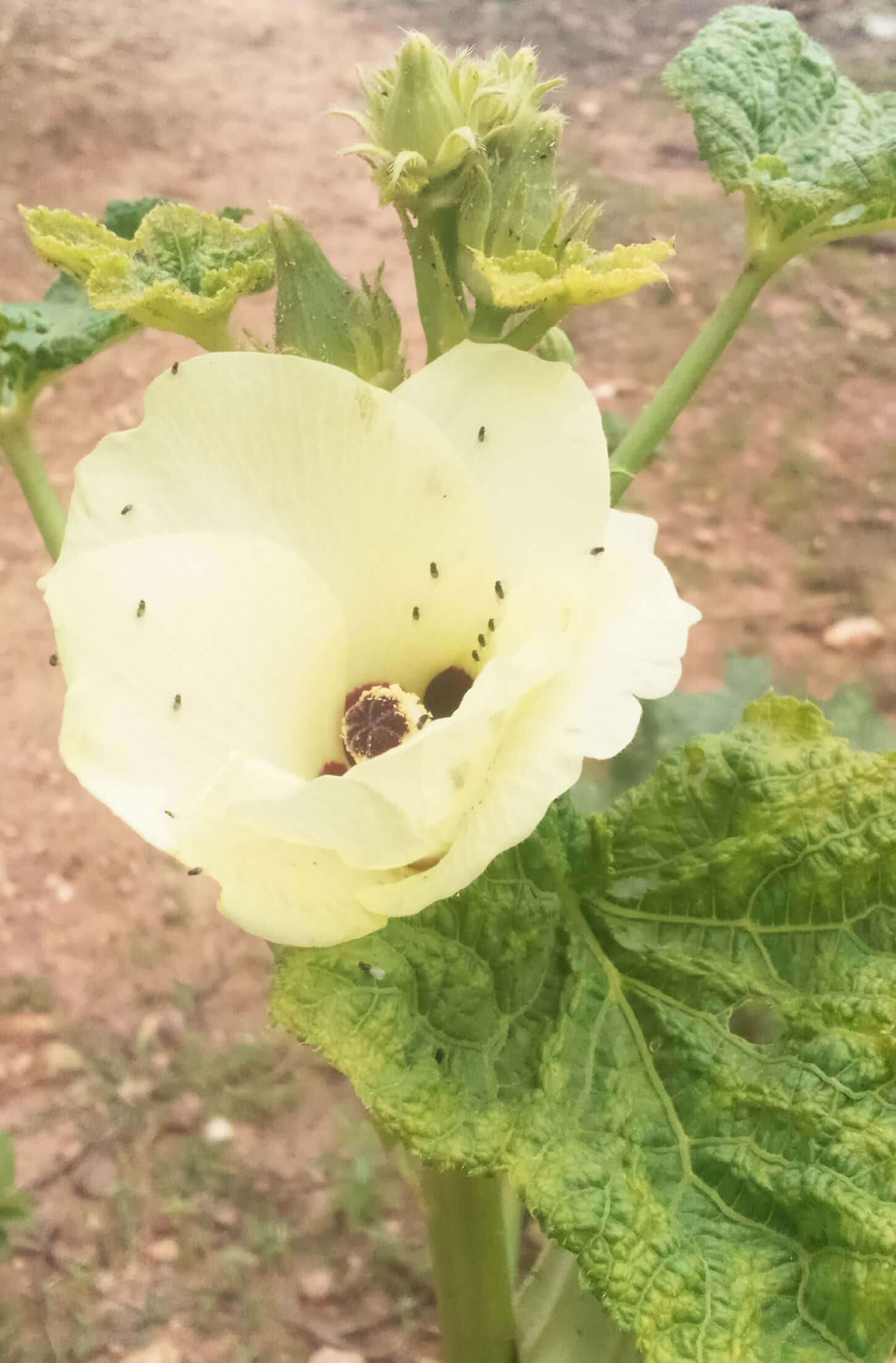 Image of okra