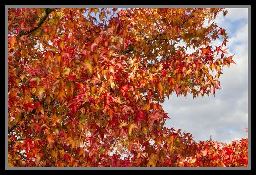 Image of American Sweetgum