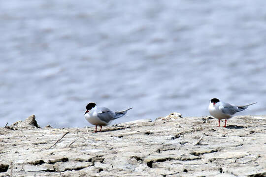 Image of Whiskered Tern