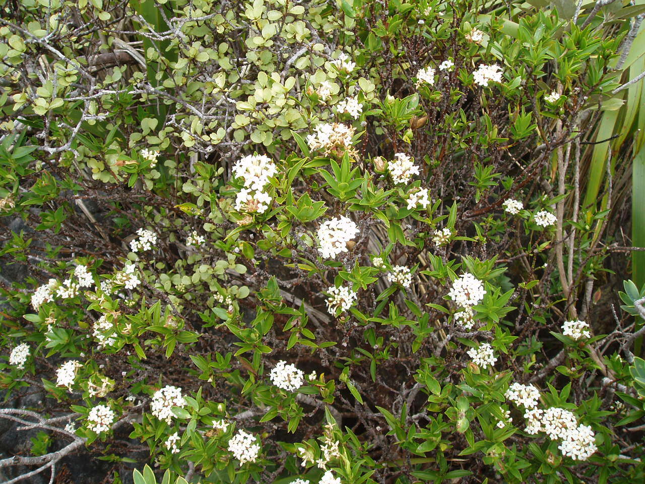 Image of long-leaved pimelea