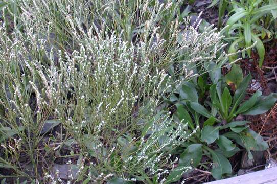 Imagem de Limonium tetragonum (Thunb.) Bullock