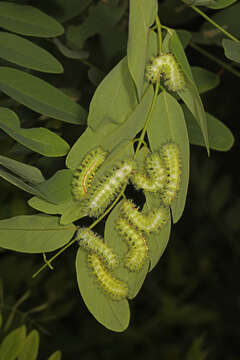 Image of black locust