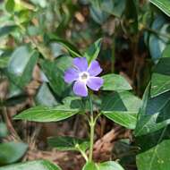 Image of Greater Periwinkle