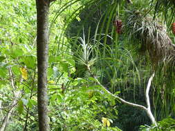 Image of Pandanus gemmifer