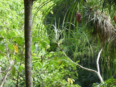 Imagem de Pandanus gemmifer