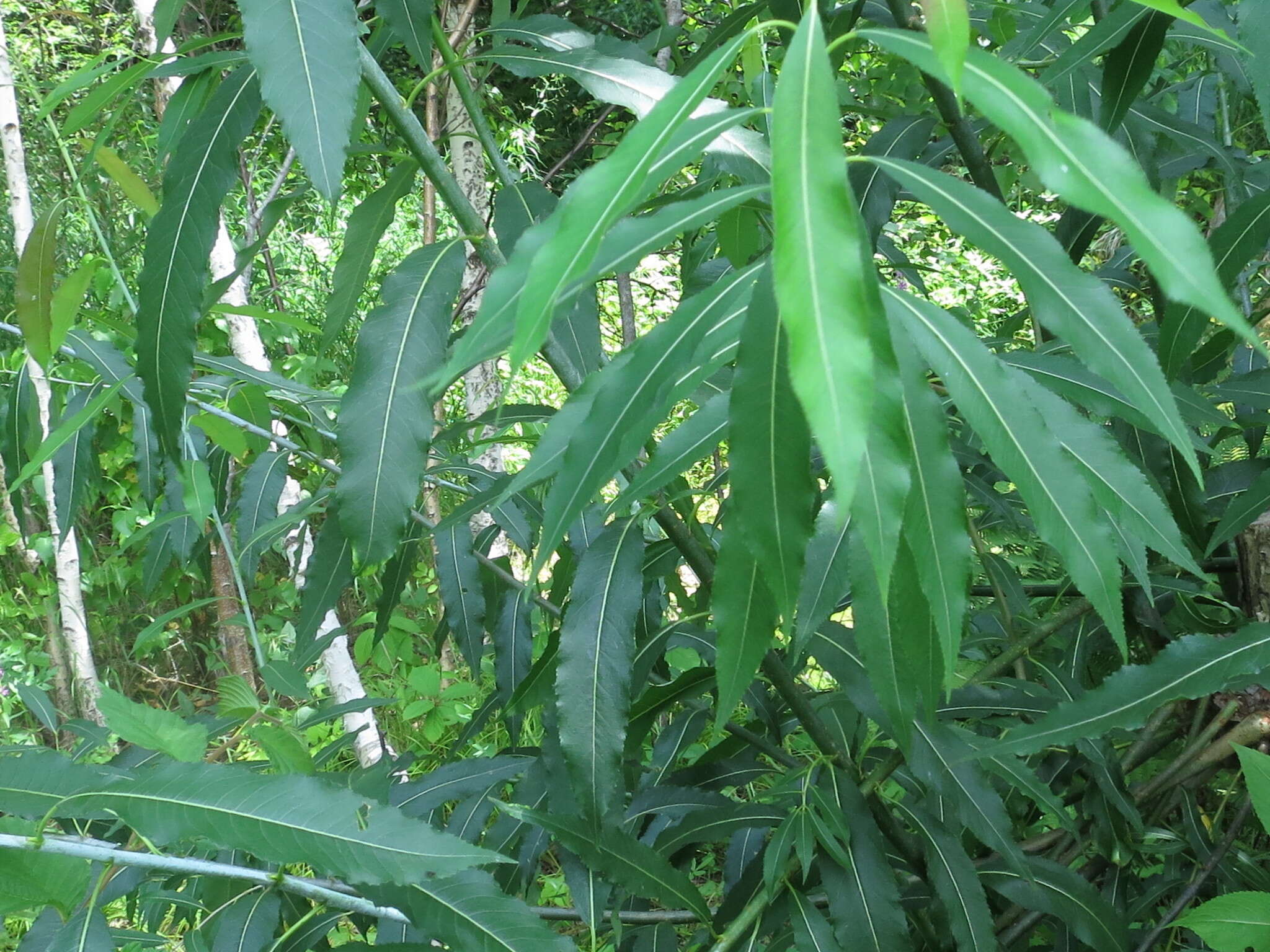 Image of Salix subfragilis Anderss.