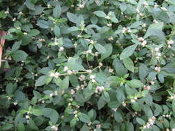 صورة Alternanthera ficoidea (L.) R. Br.