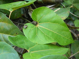 Image of Aristolochia didyma S. Moore