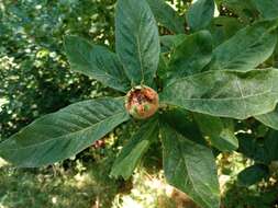 Image of Medlar