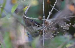 Image of Marsh Wren