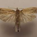 صورة Glaphyrarcha euthrepta Meyrick 1938