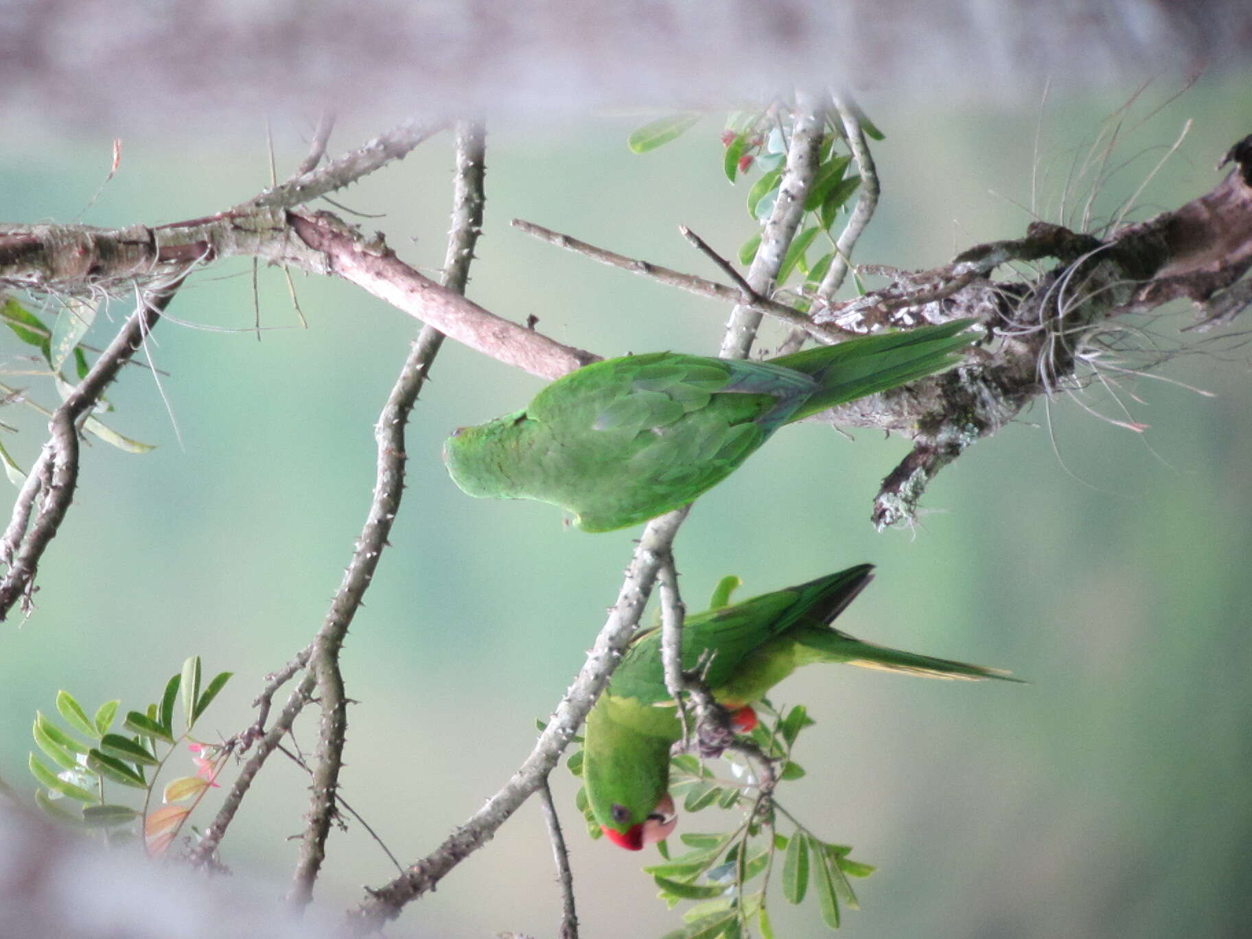 Image of Aratinga wagleri