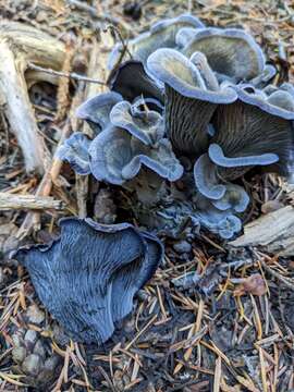 Image de Chanterelle bleue