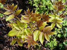 Image of Tapiscia sinensis Oliver