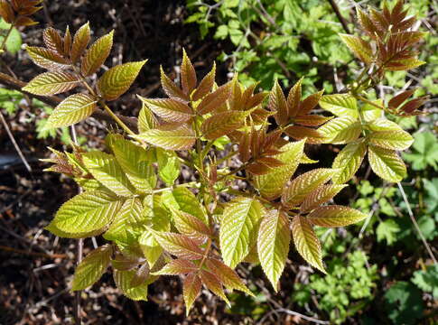 Imagem de Tapiscia sinensis Oliver