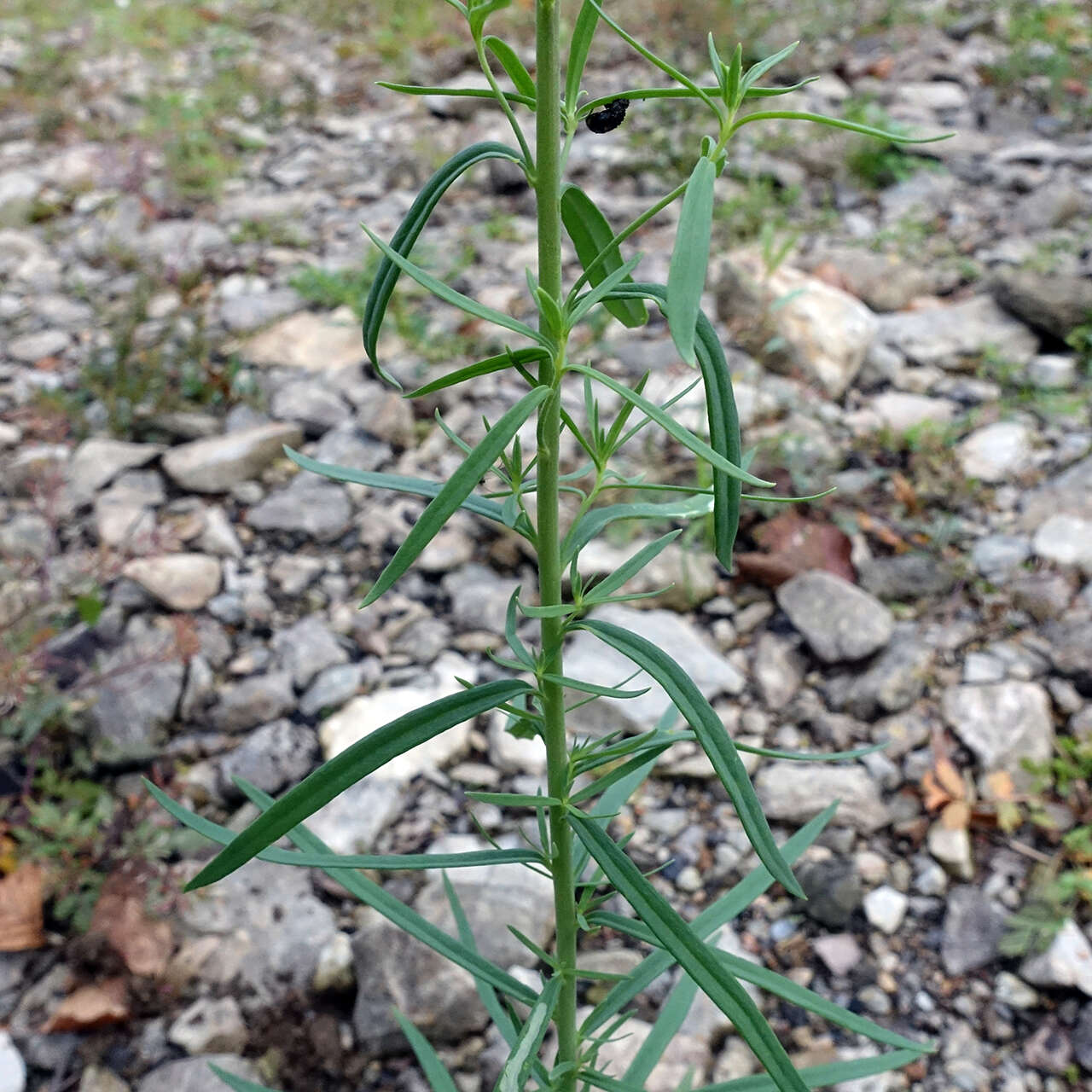 Image of Common Toadflax